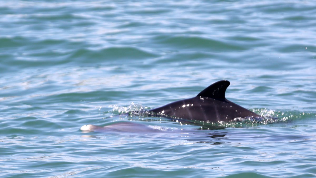 Pineapple, bottlenose dolphin with calf