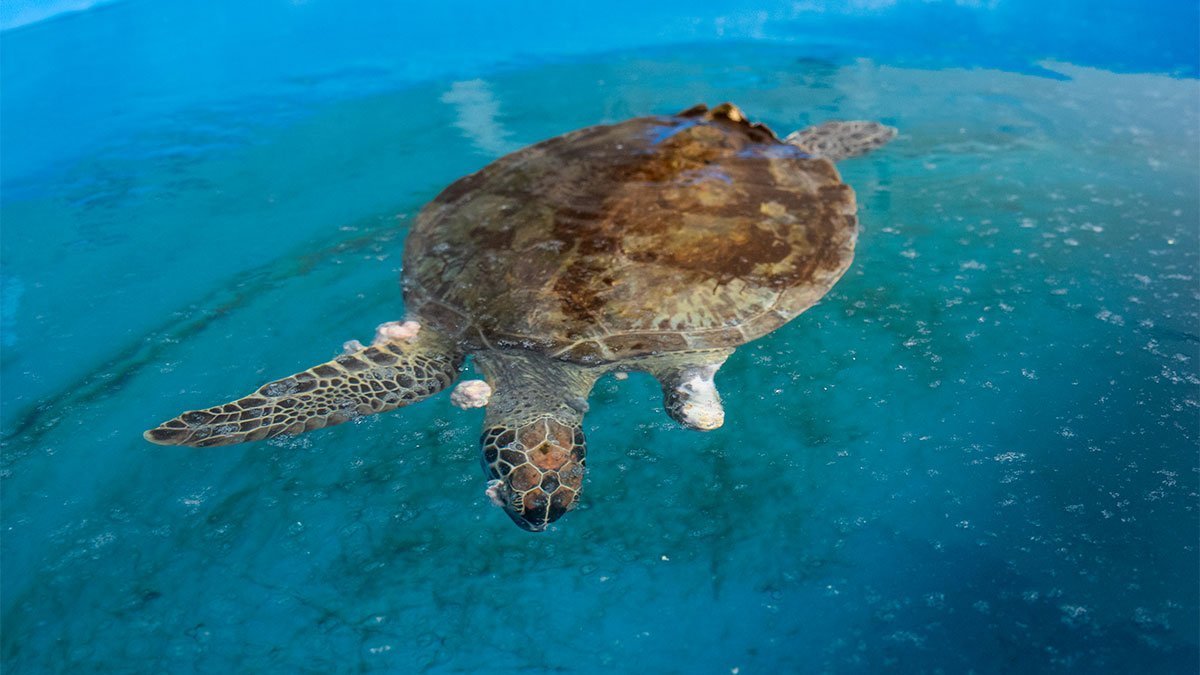 yahtzee, green sea turtle in rehab with pap tumors