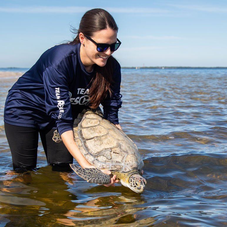 Yahtzee, green sea turtle being released