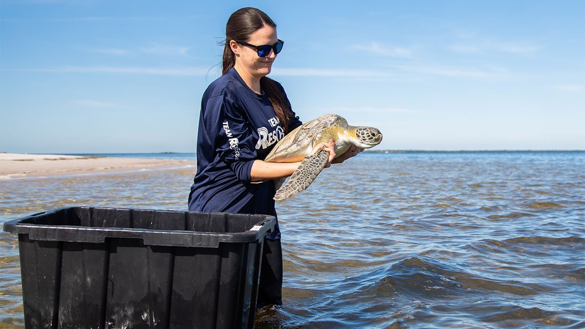 Yahtzee,sea turtle release