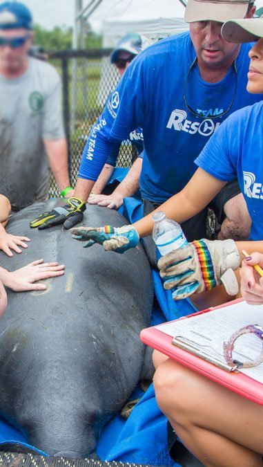 Chuck at Manatee Rescue