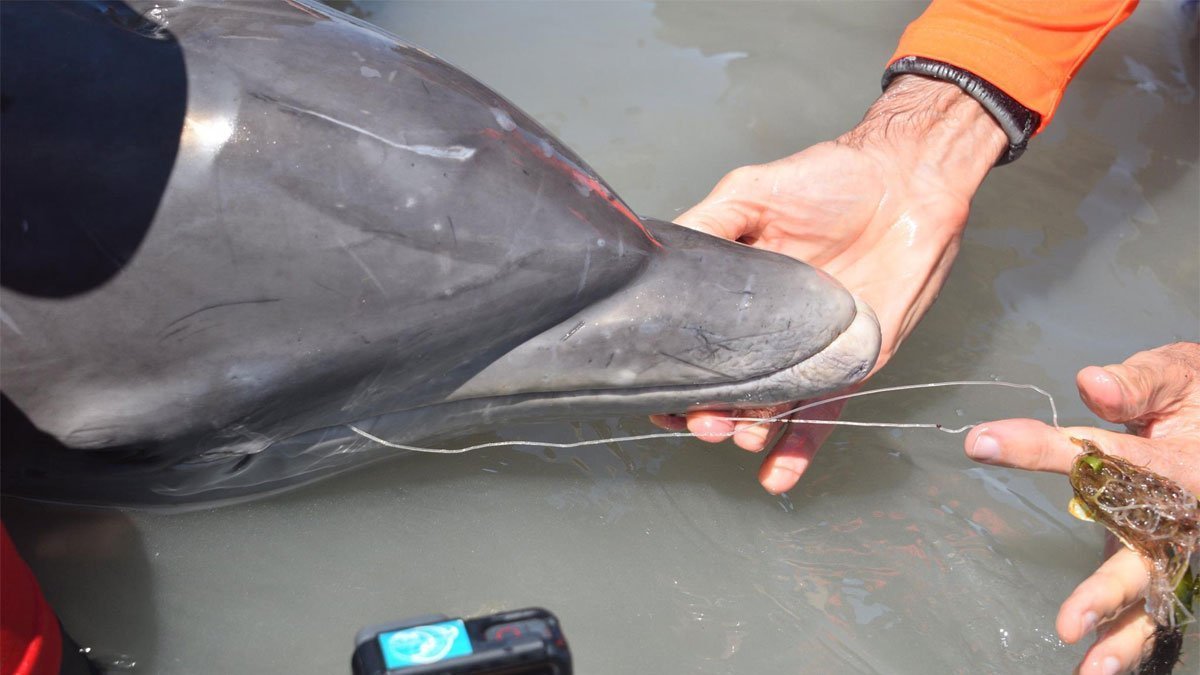 entangled dolphin calf 
