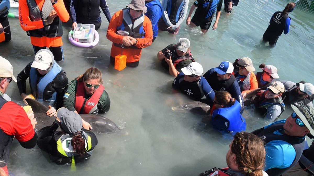 Dolphin rescuers