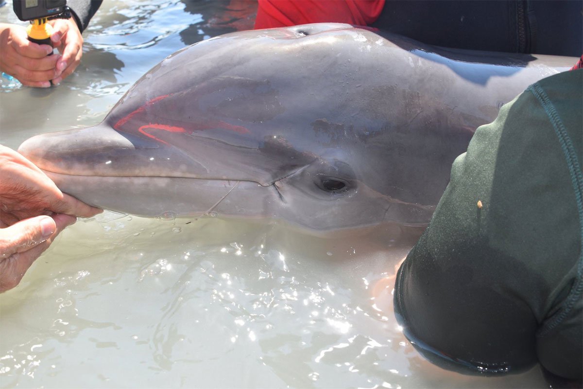 dolphin calf disentanglement