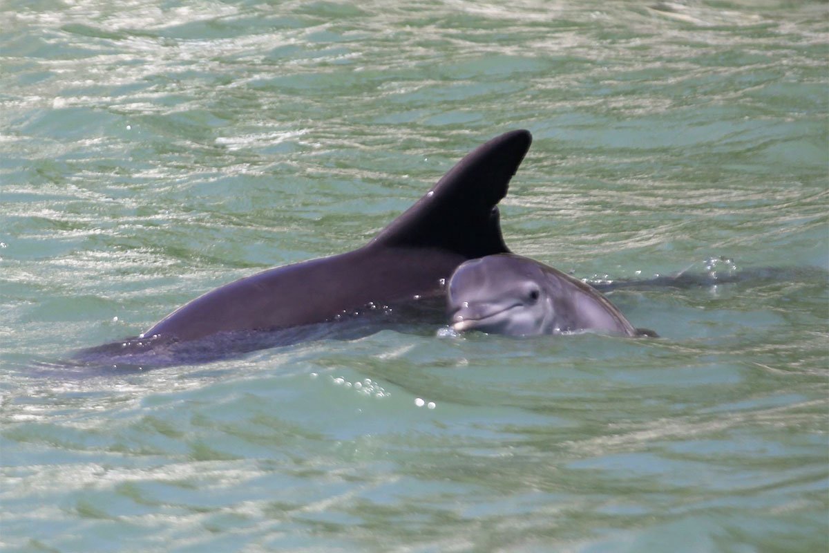 Jai dolphin calf