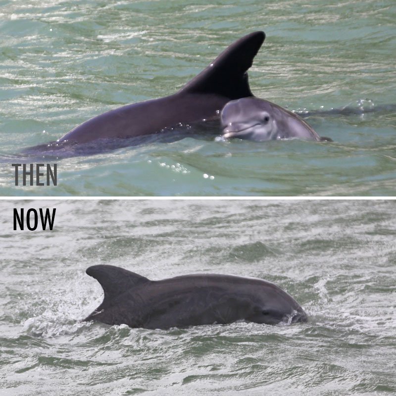 Jai dolphin calf then and now