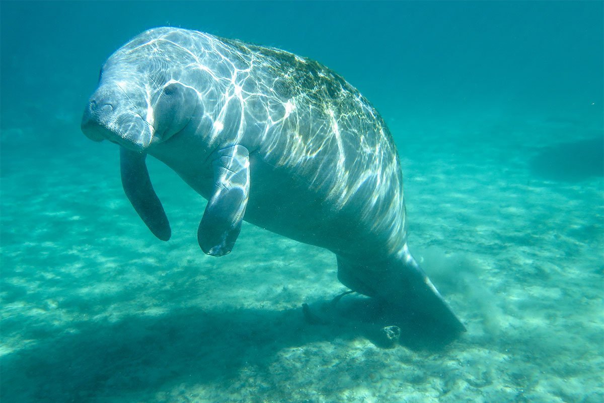 manatee underwater