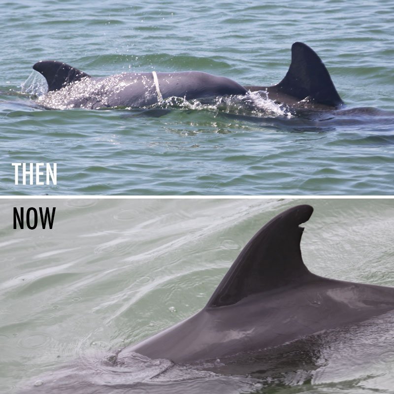 parcel dolphin calf then and now