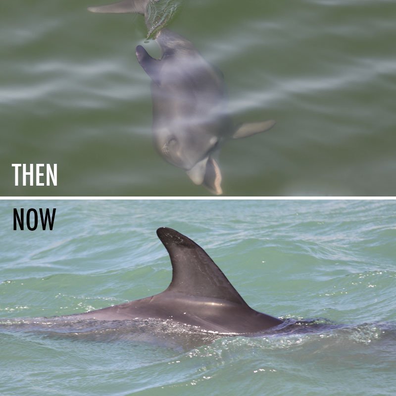 Pat dolphin calf then and now