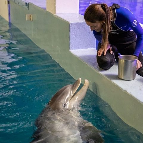 PJ, a bottlenose dolphin