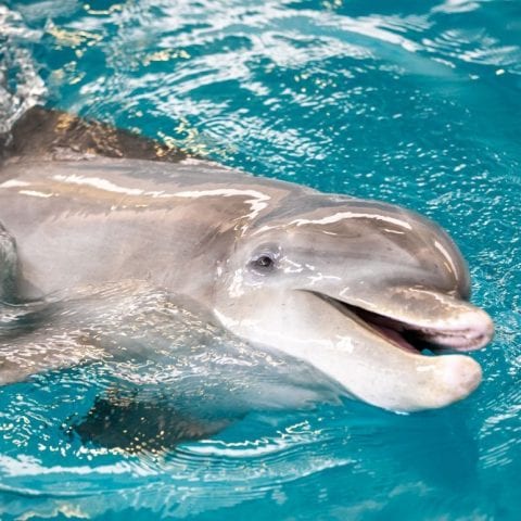 PJ the dolphin