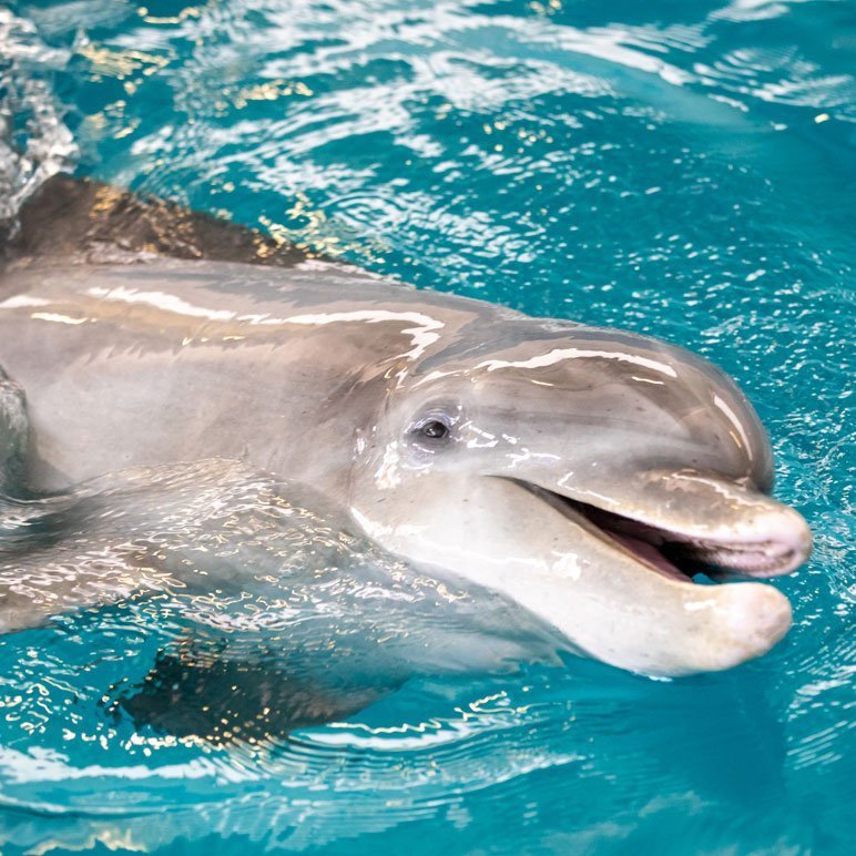 PJ the Dolphin Clearwater Marine Aquarium