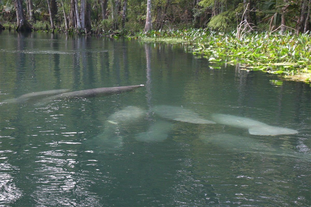 Silver River Spring Manatees