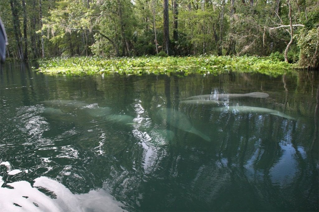 Silver River Spring Manatees