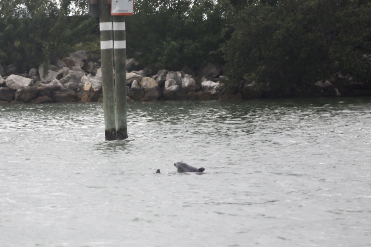 Bundle's dolphin calf