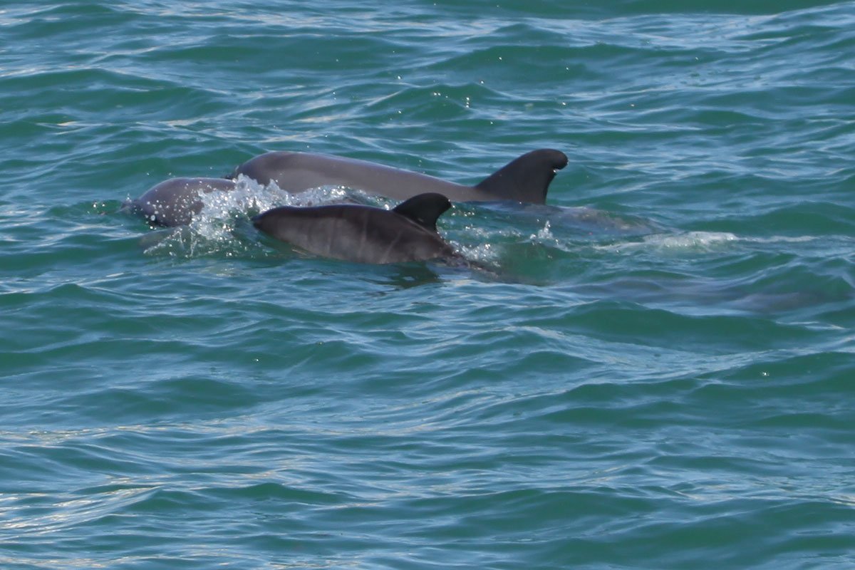 Dolphins, Parcel, Bundle, and new calf.