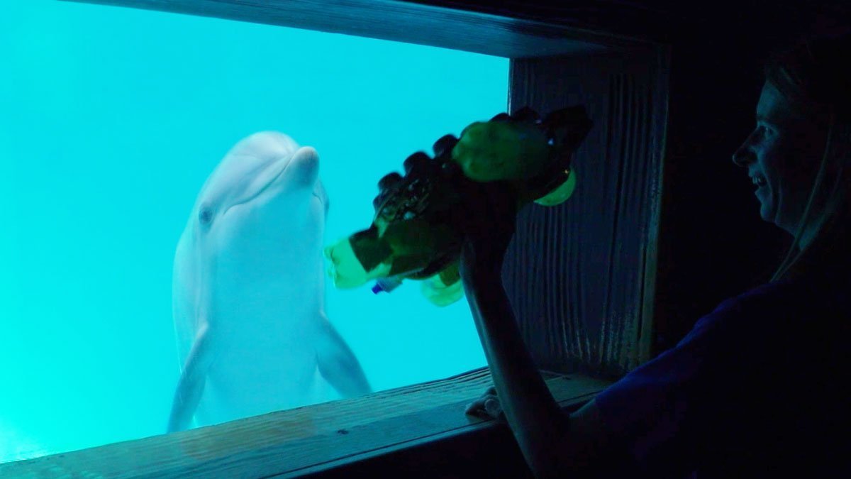 dolphin interaction underwater