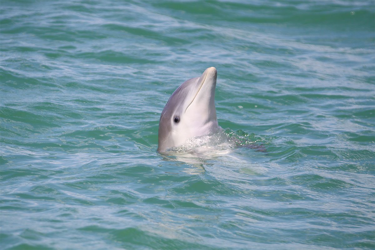 Matilda's dolphin calf