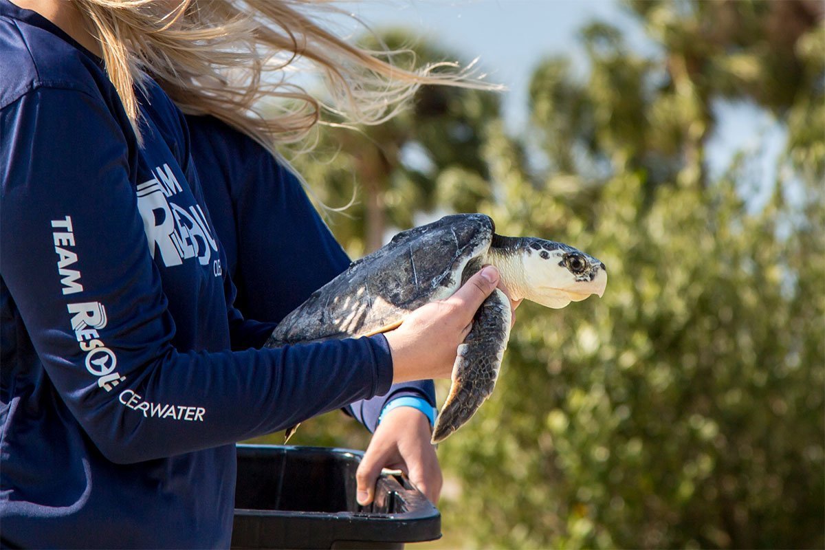 Pebbles, sea turtle release