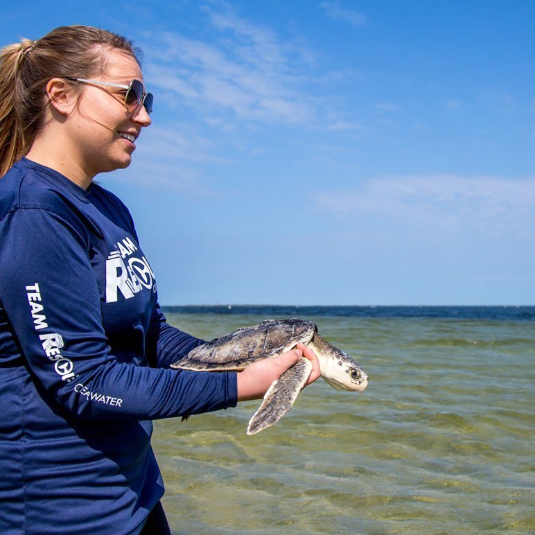 Kemp's ridley sea turtle release