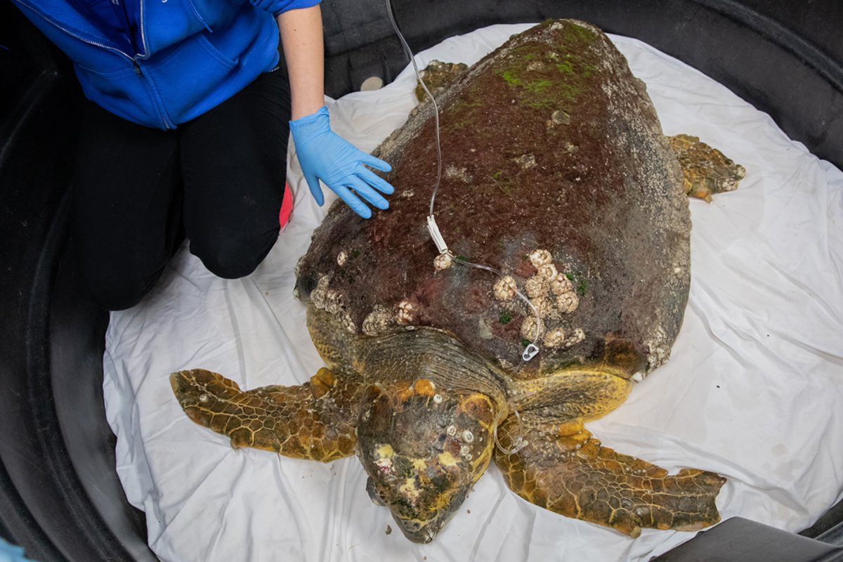 Kirby, loggerhead sea turtle after being rescued