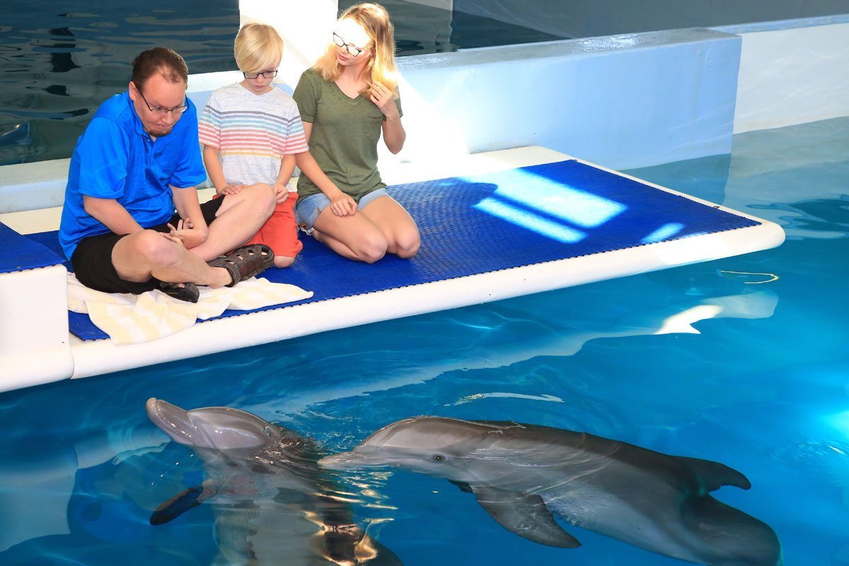 Family meets dolphins