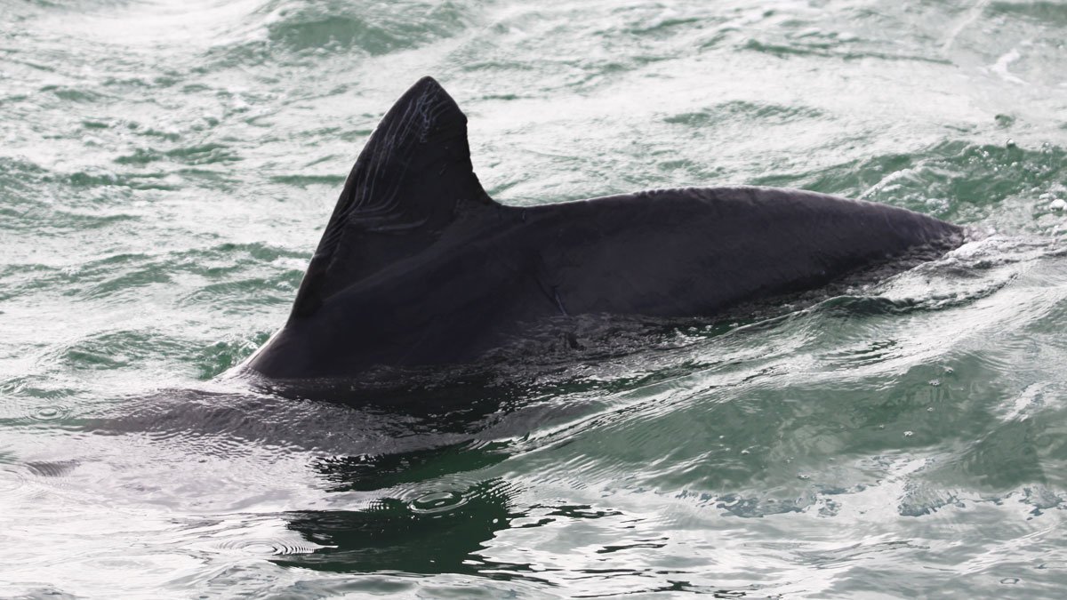 Everest, dolphin with distinct dorsal fin