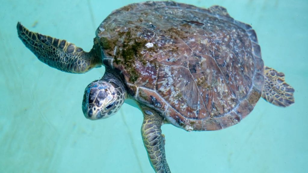 Road runner, rehab sea turtle