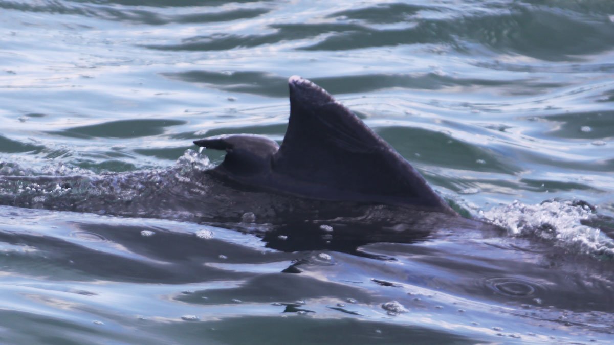 Rogue, dolphin with distinct dorsal fin