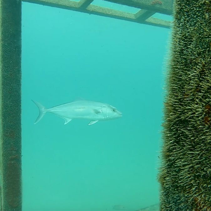 fish swimming by sunken barge reef