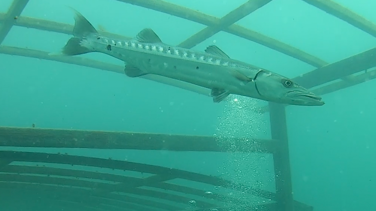 barracuda fish swimming by barge in artificial reef