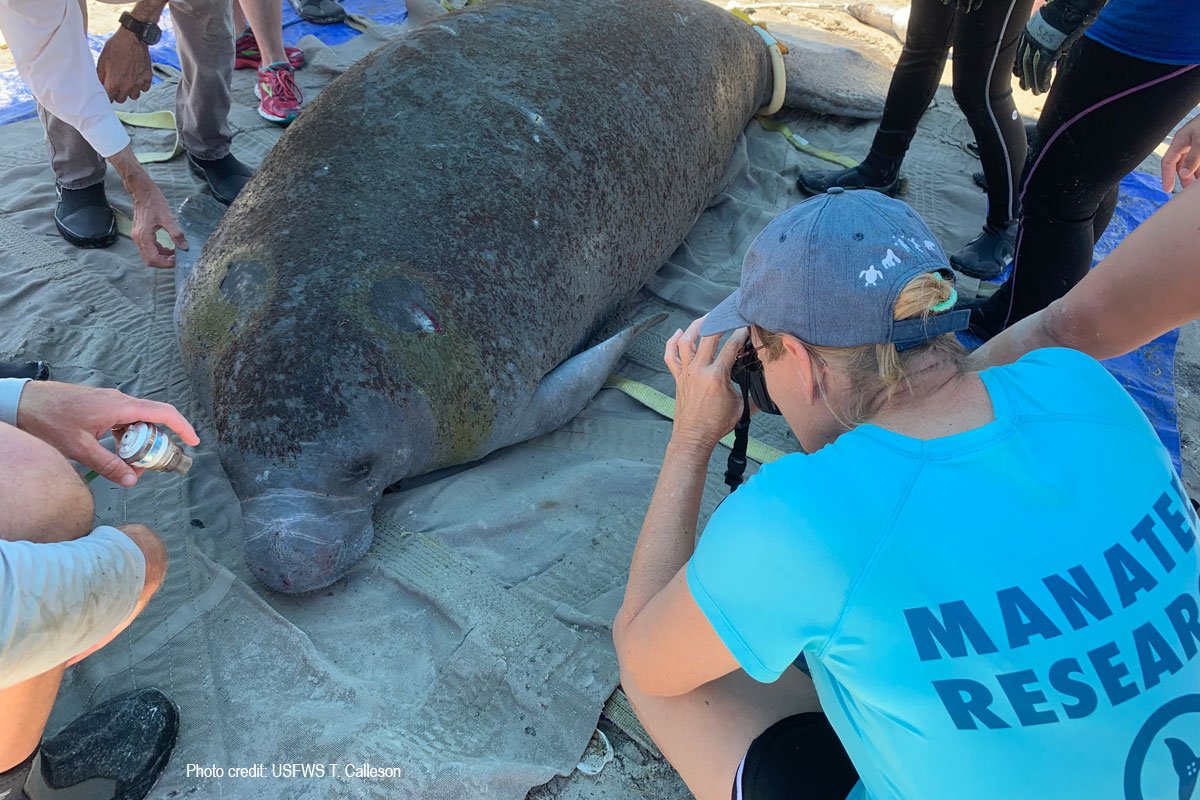 Monica Ross performing manatee assesment