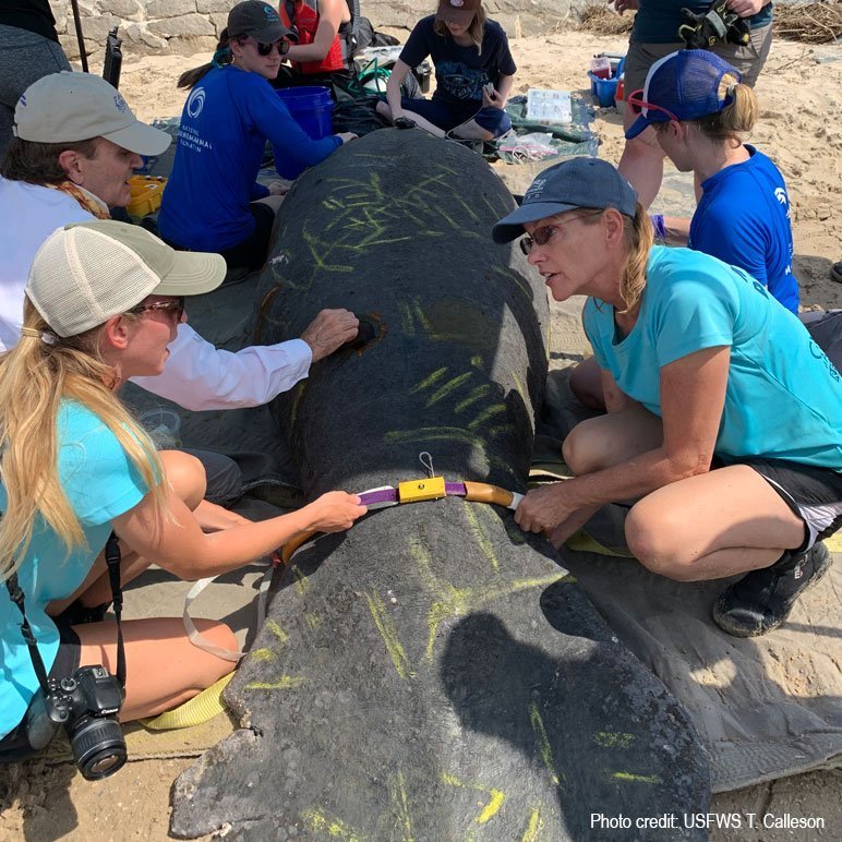 Monica Ross performing manatee assessment