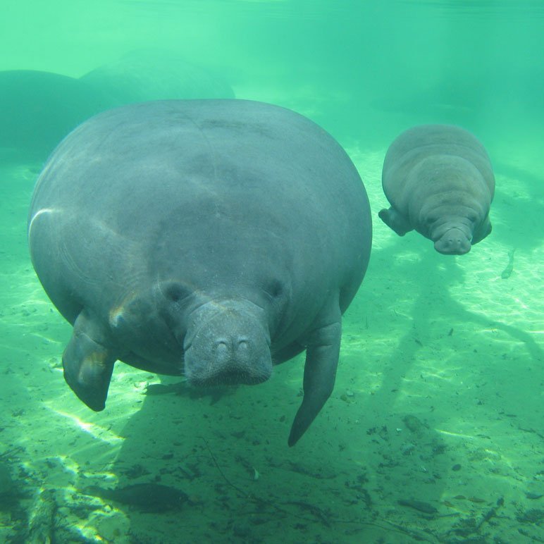 manatee mother and calf