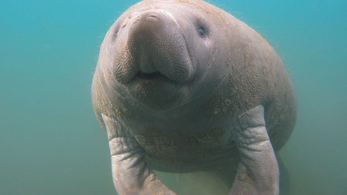 manatee underwater