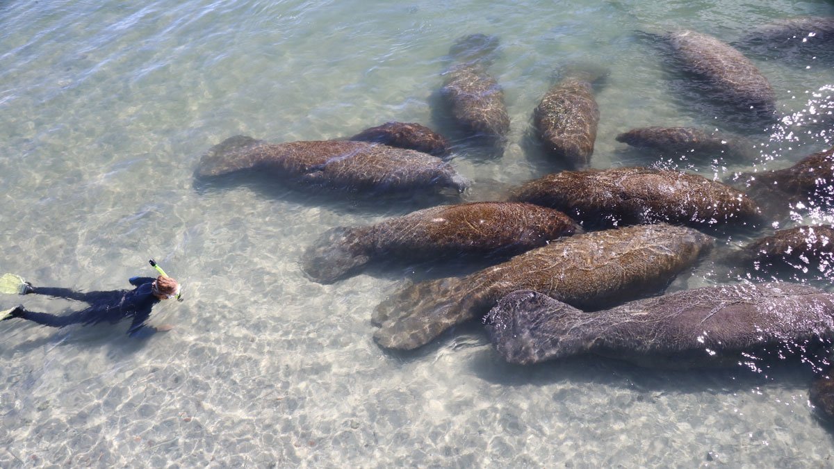 Monica Ross, manatee research near group of manatees.