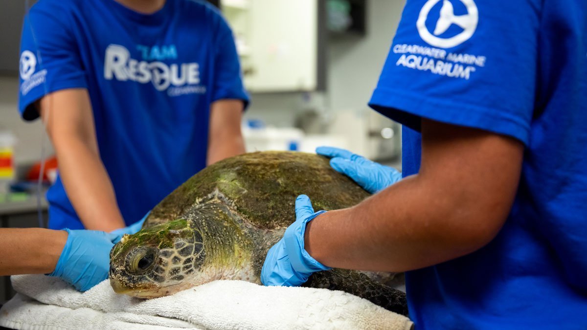 Sea Turtle Hospital Patient - Olivia - Clearwater Marine Aquarium