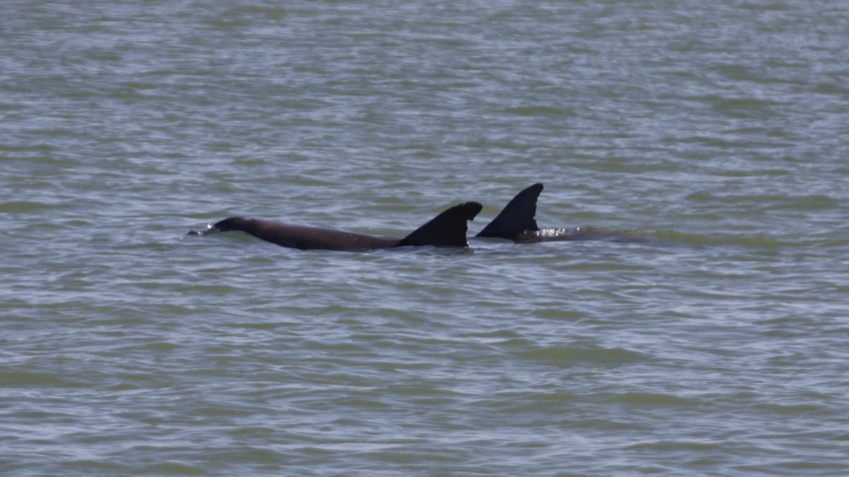 dolphins, Seven and Lenny