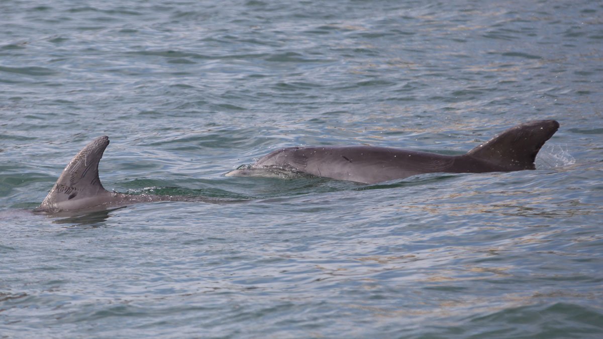 dolphins, stripe and bindy