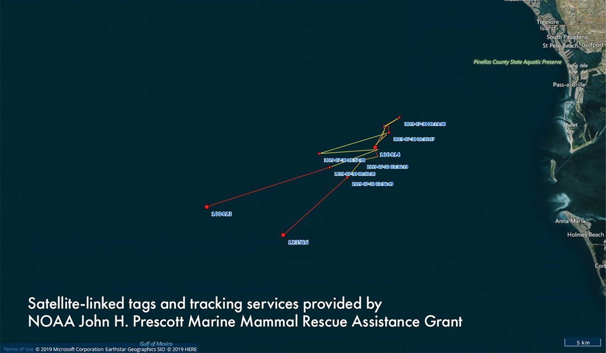 Pilot whale tracking map