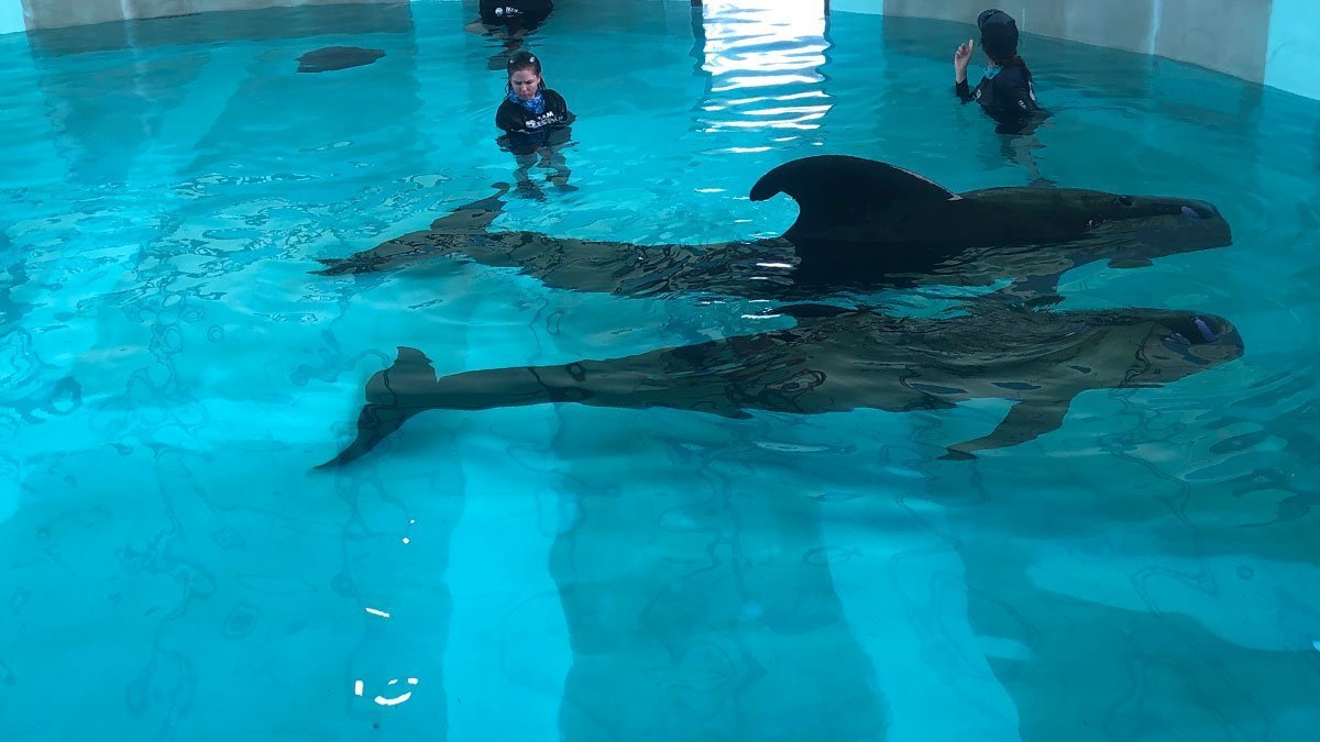 Two pilot whales recovering at CMA's rehab facility in Tarpon Springs.