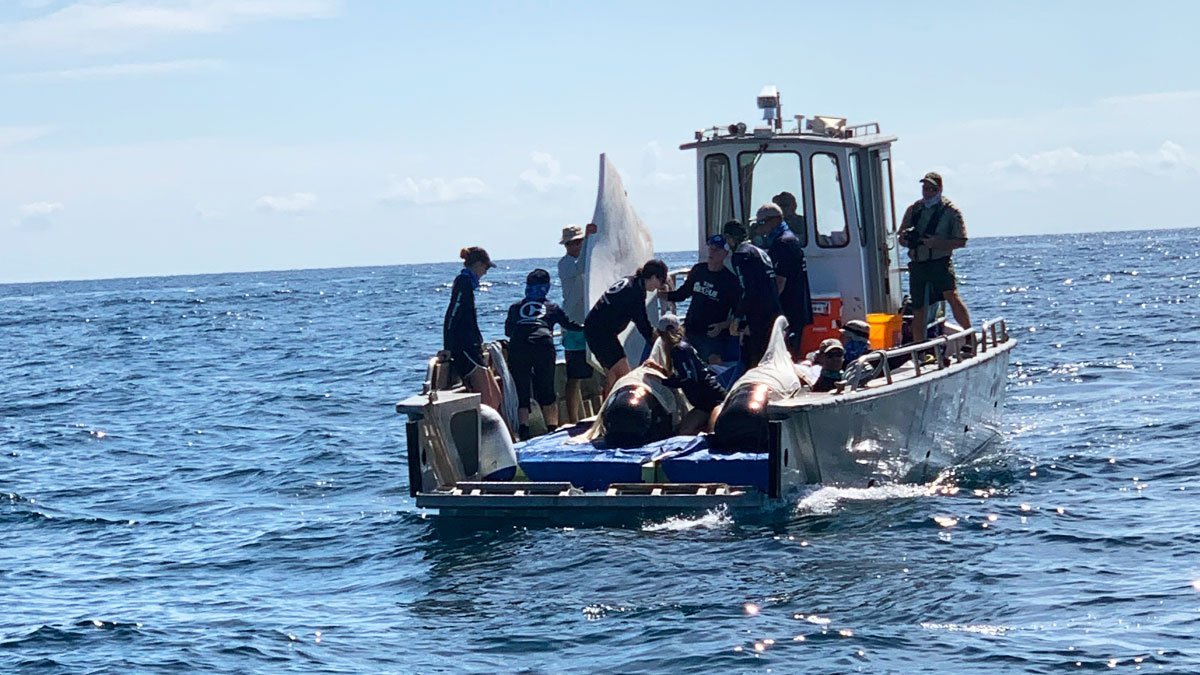 pilot whale release boat