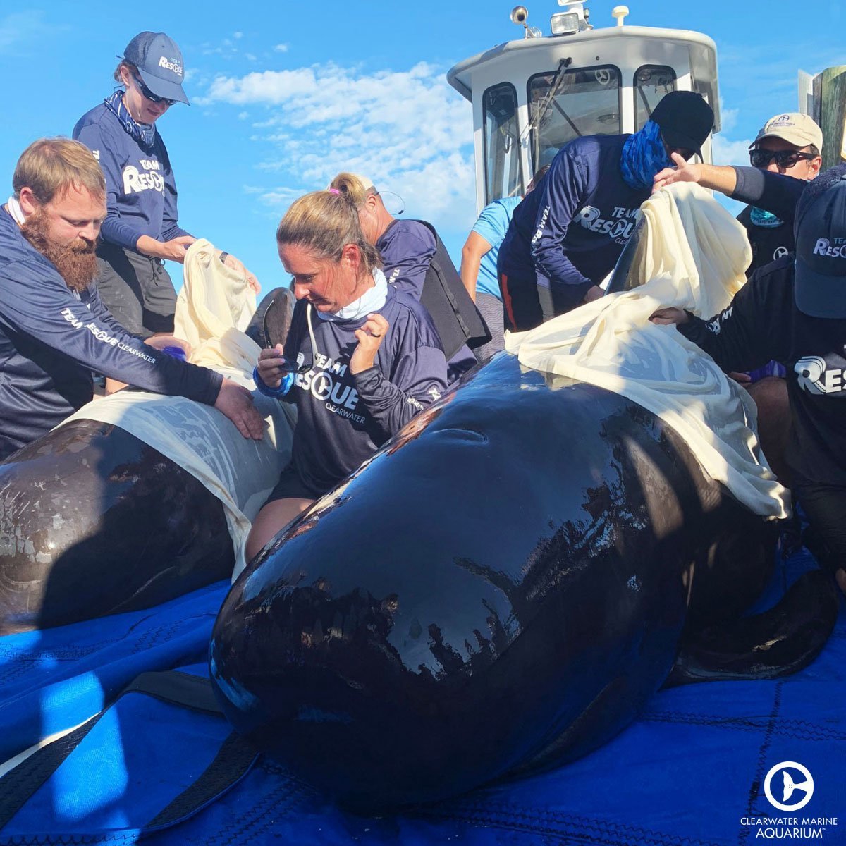 pilot whale release team