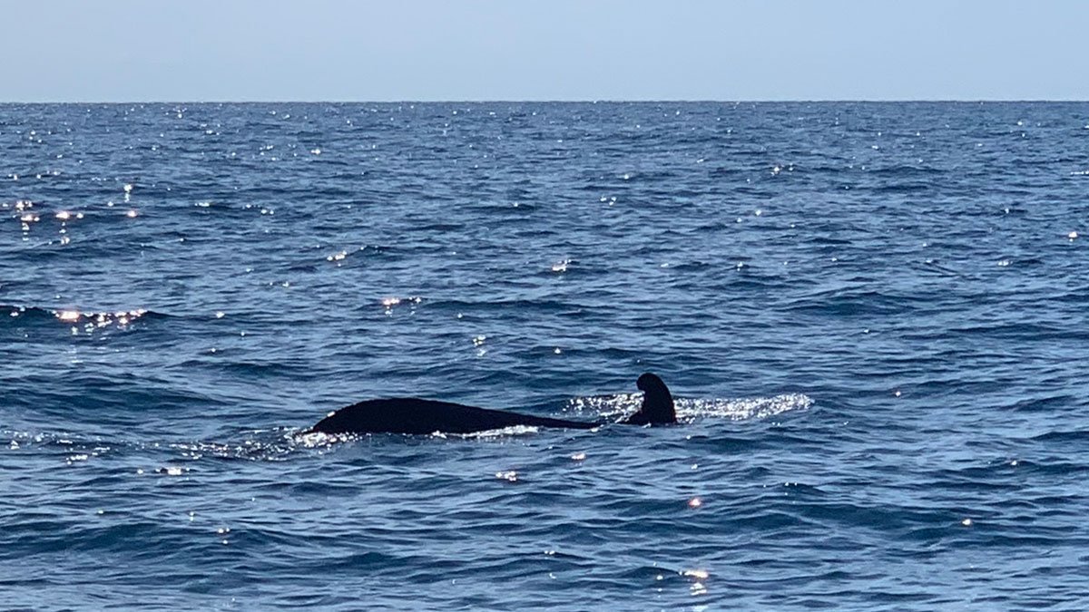 pilot whale swimming away