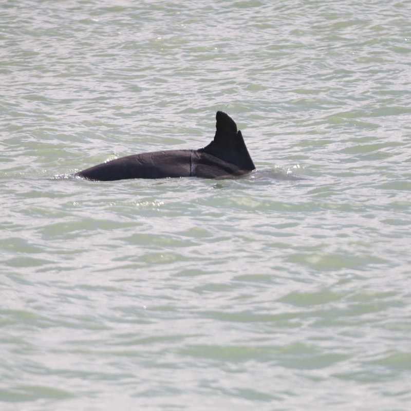 Hei Hei, wild dolphin with scar