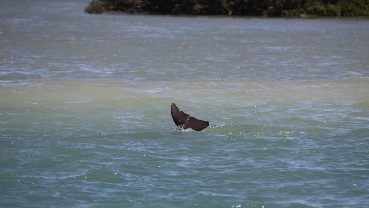 Mako, wild dolphin tail flukes