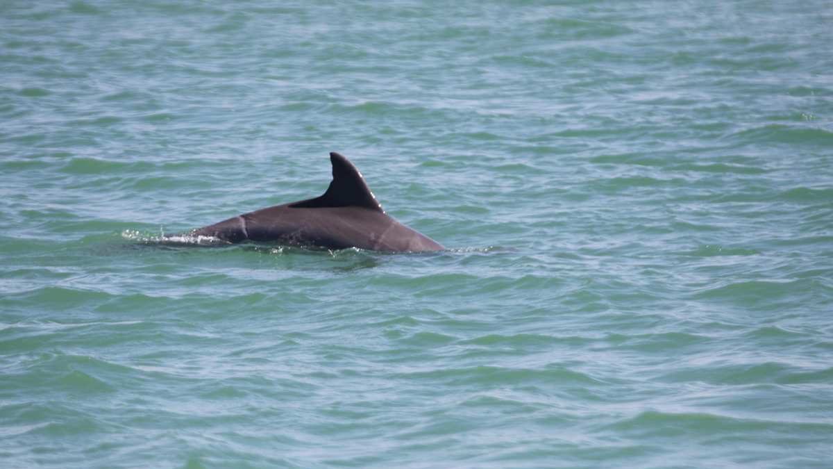 Mako, wild dolphin