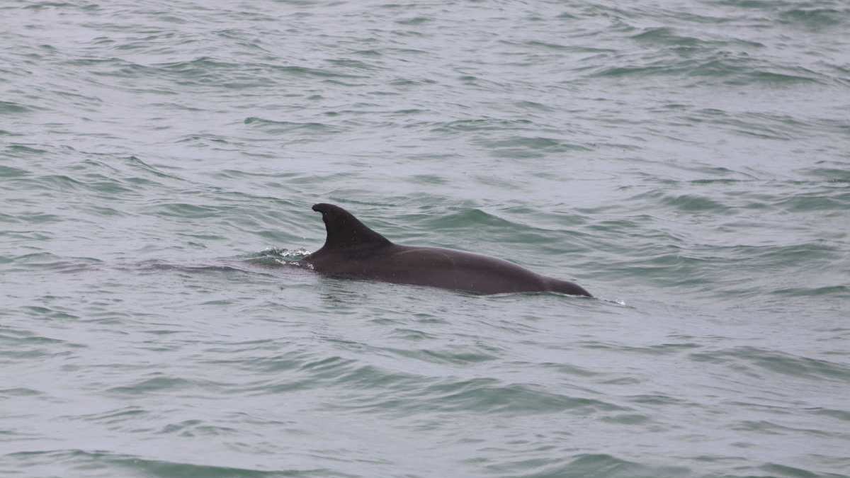 pirate, wild dolphin with shark bite