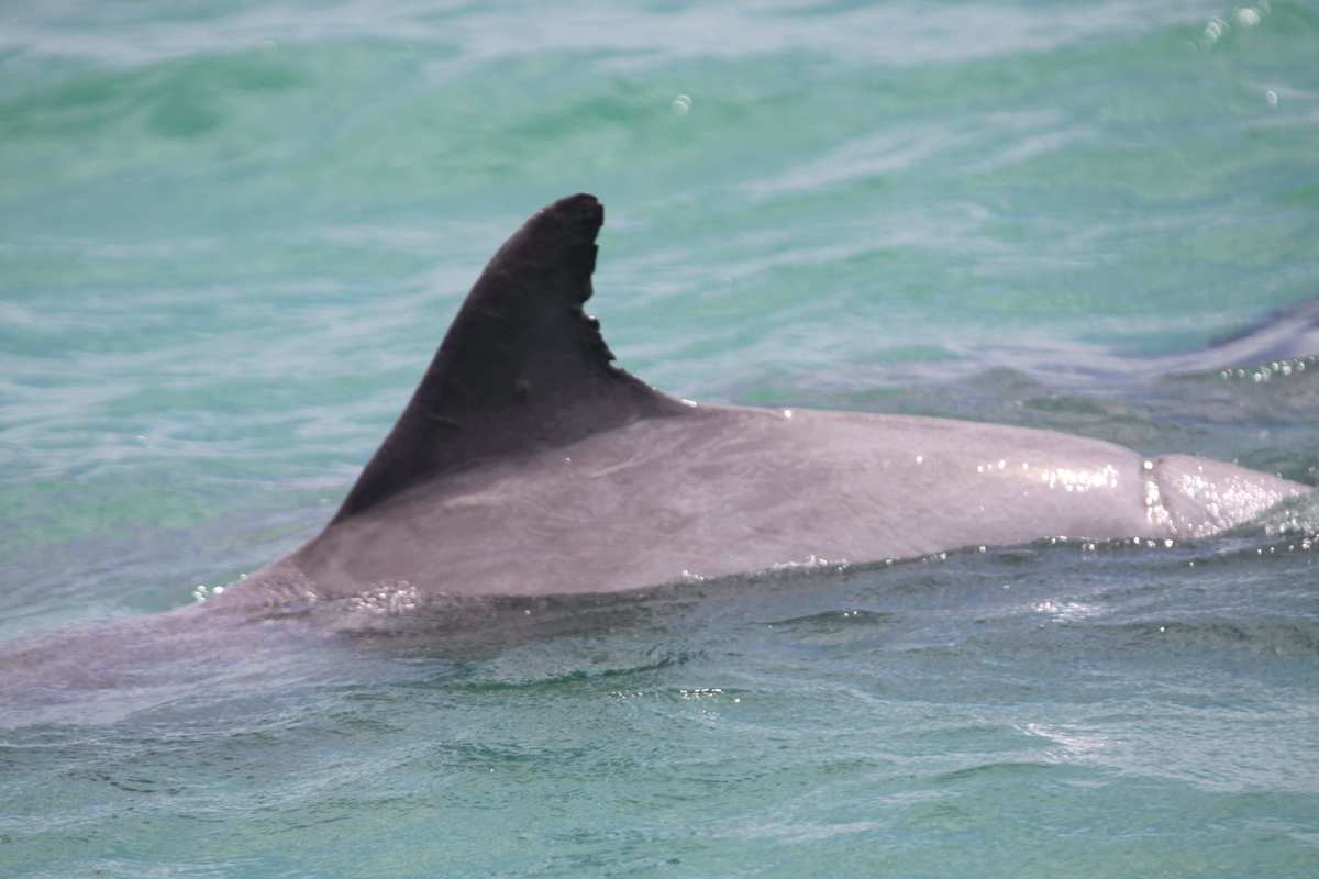 Sampson, a wild bottlenose dolphin with a peduncle scar