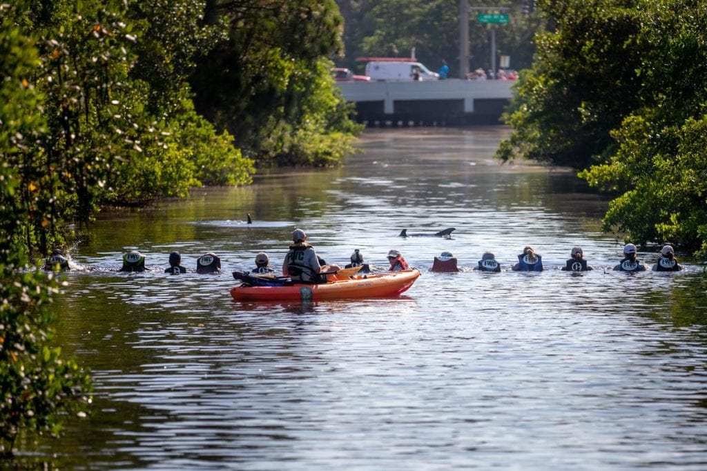 Rescuers use human chain to help dolphins move out of canal